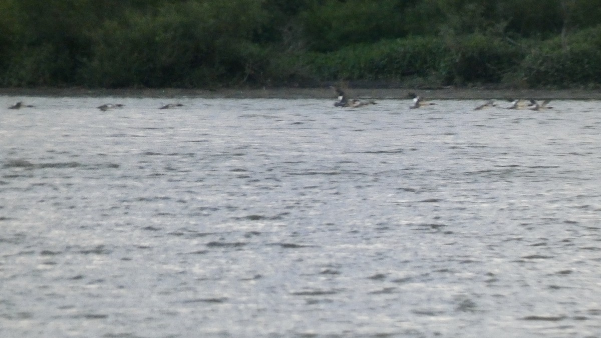 Common Merganser - ML255004641