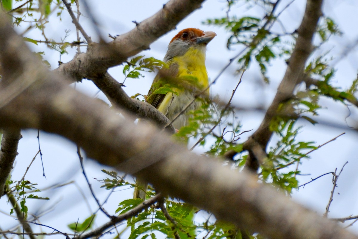 Rufous-browed Peppershrike - ML255004651