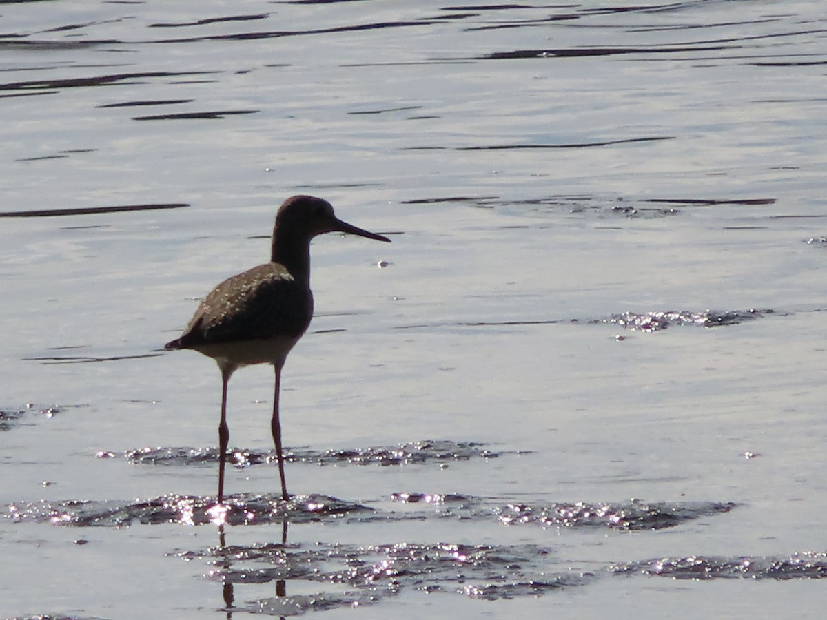 Greater Yellowlegs - ML255004881