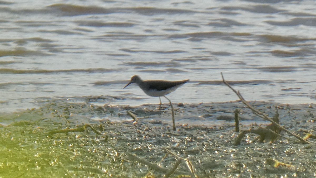 Lesser Yellowlegs - ML255004961