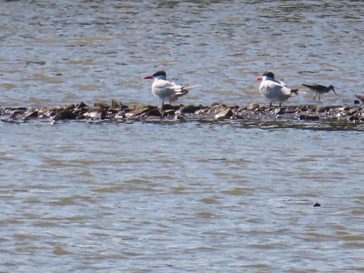 Caspian Tern - Gregory Allen