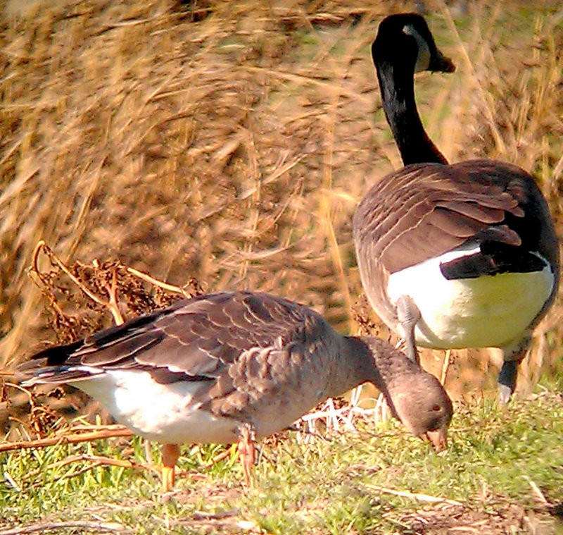 Greater White-fronted Goose - ML25500541
