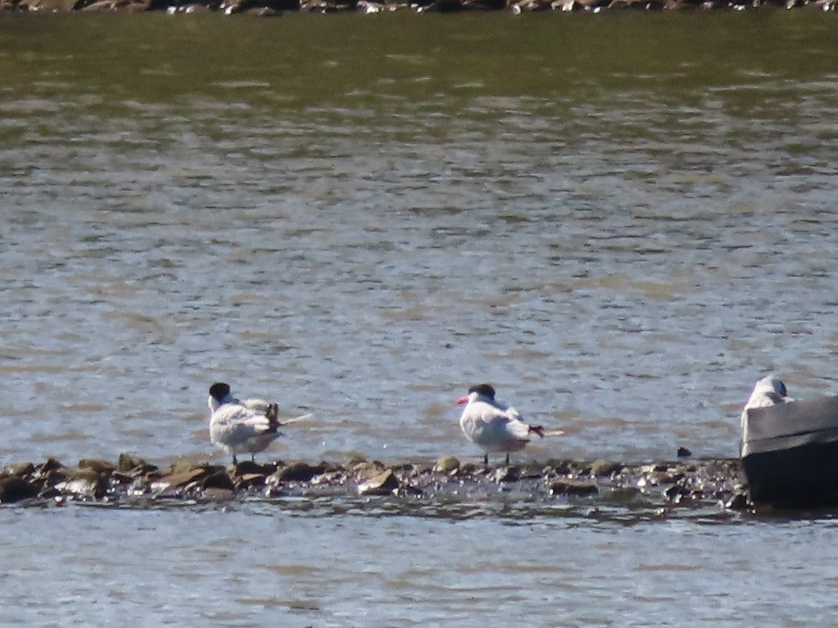 Caspian Tern - Gregory Allen