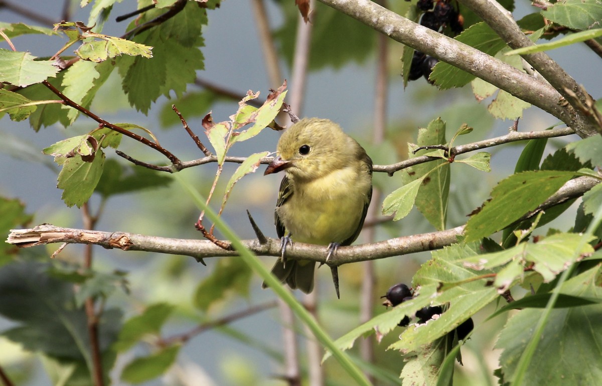 Western Tanager - ML255007421