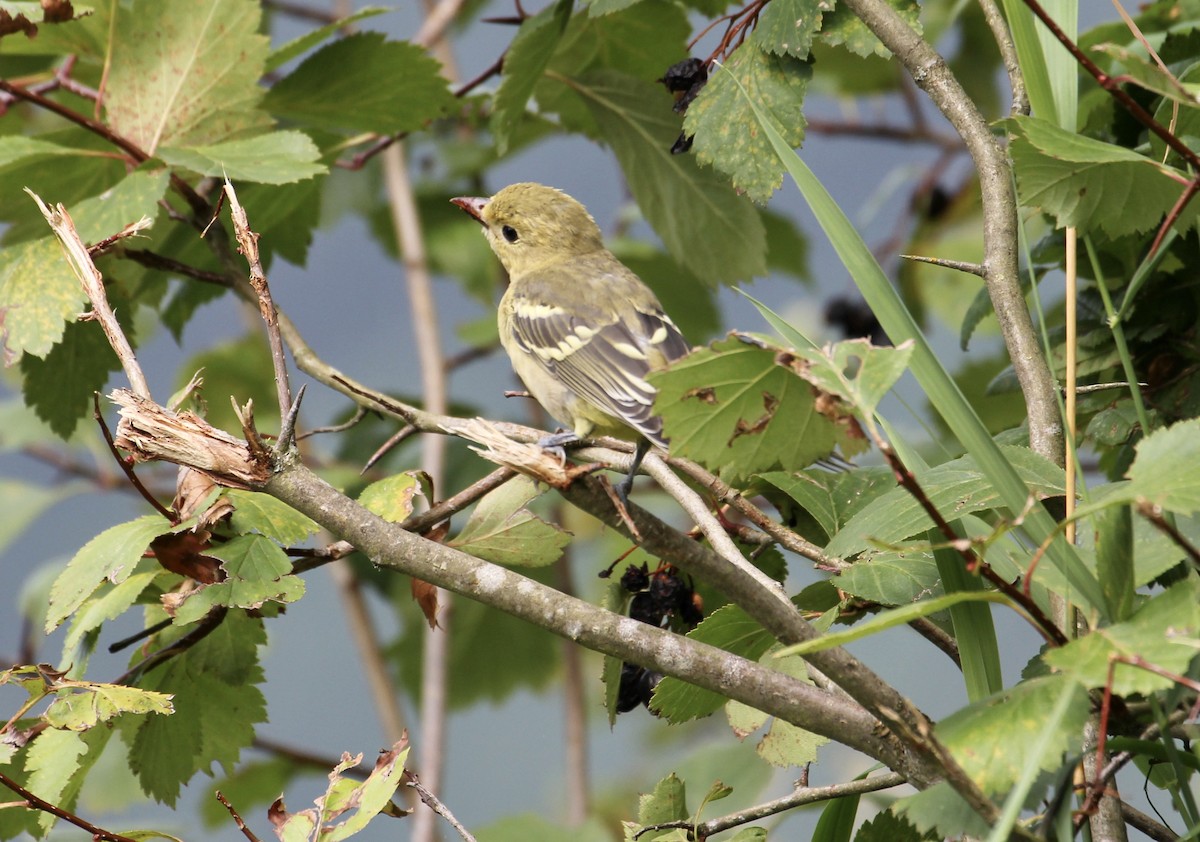 Western Tanager - ML255007441