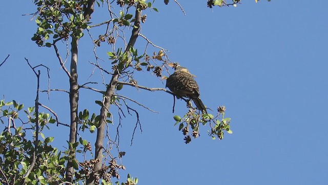 Chilean Flicker - ML255008081