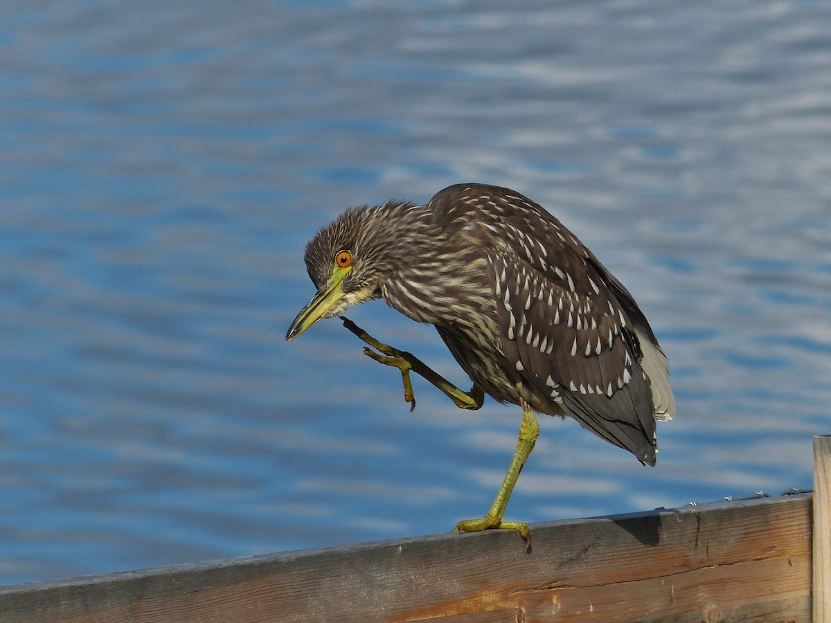 Black-crowned Night Heron - ML255008461