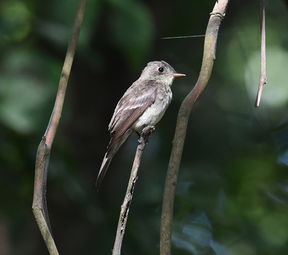 Eastern Wood-Pewee - ML255008871