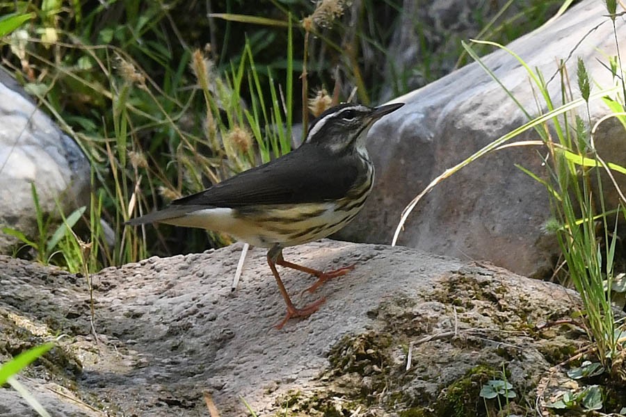 Louisiana Waterthrush - ML255009781