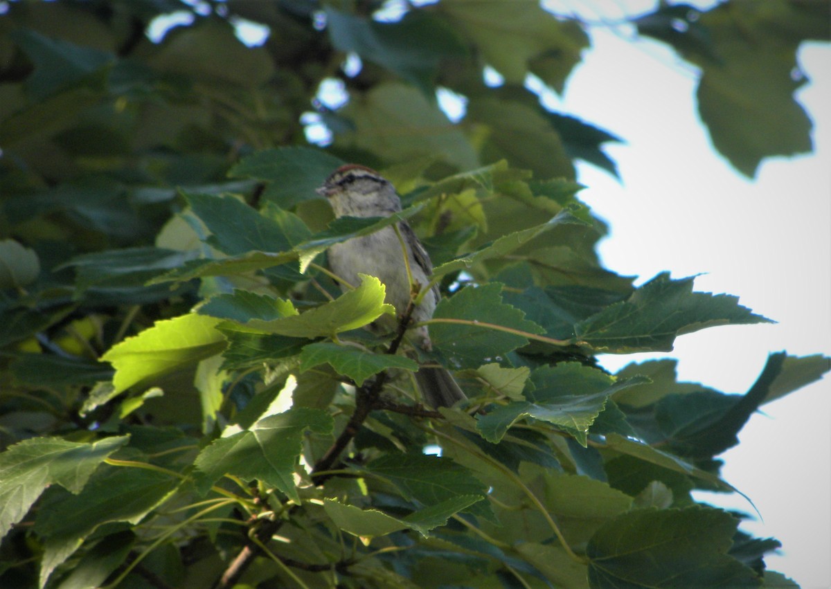 Chipping Sparrow - ML255009901