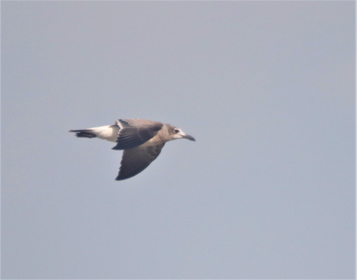 Laughing Gull - ML255011171