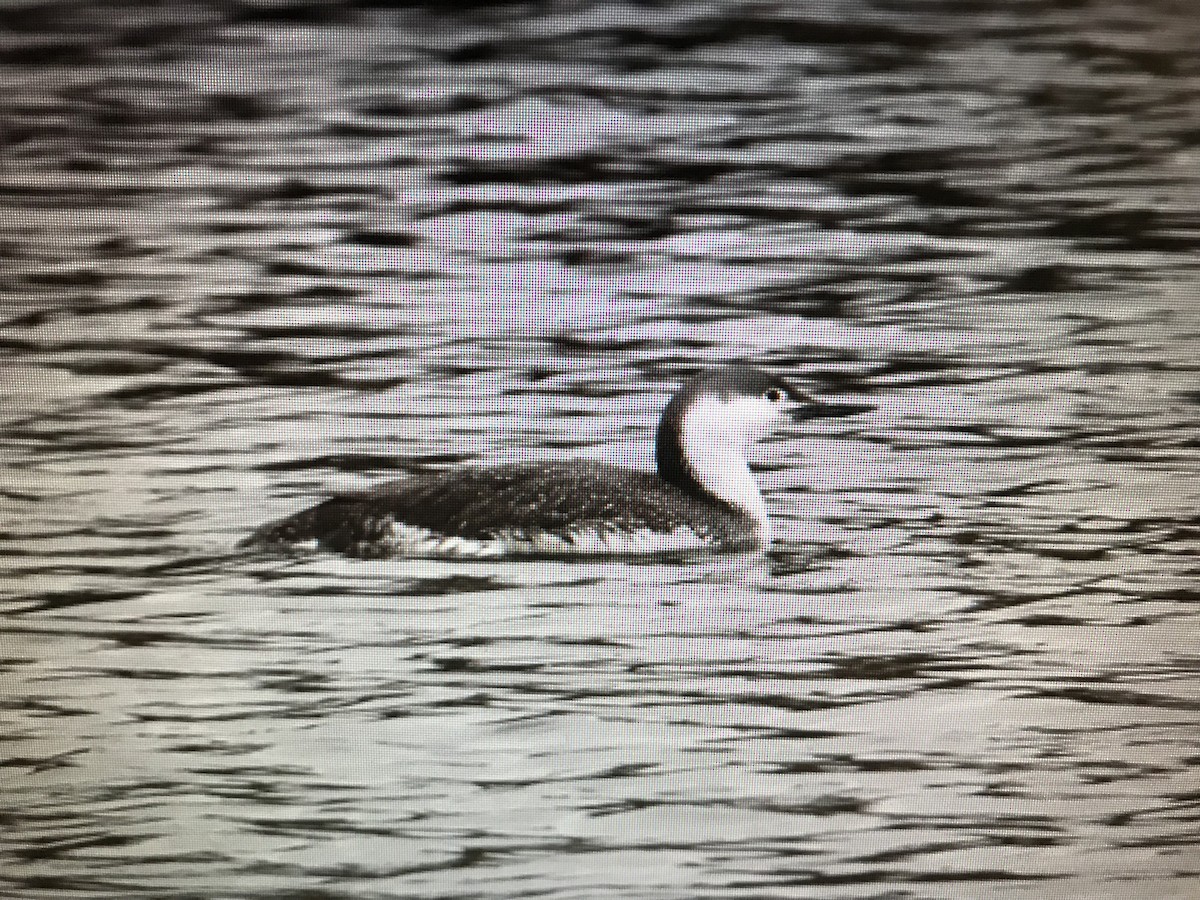 Red-throated Loon - ML255011871