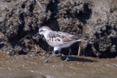 Semipalmated Sandpiper - ML255012151