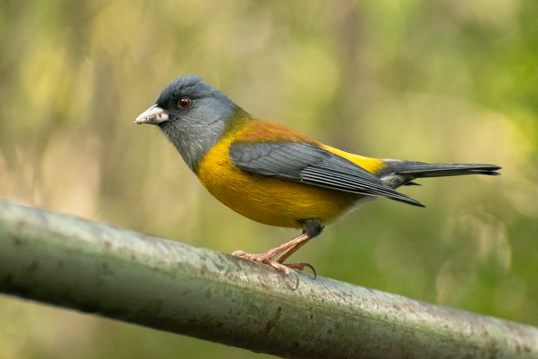 Patagonian Sierra Finch - ML255013281