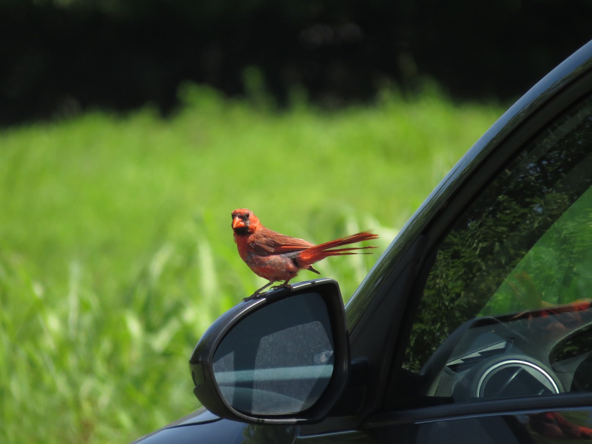 Northern Cardinal - ML255015071