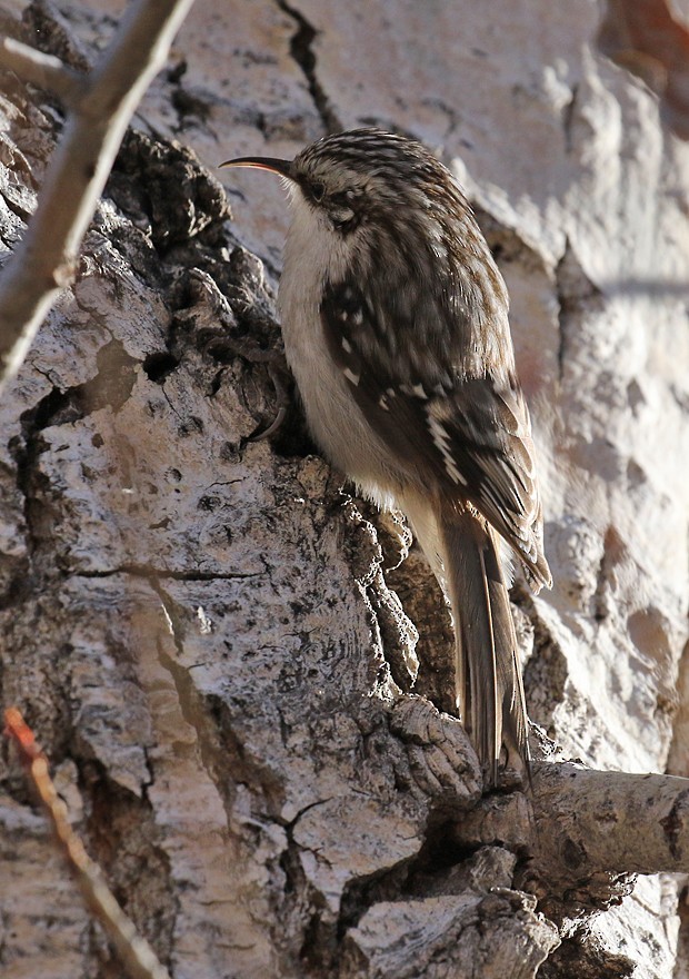 Brown Creeper - ML25501641