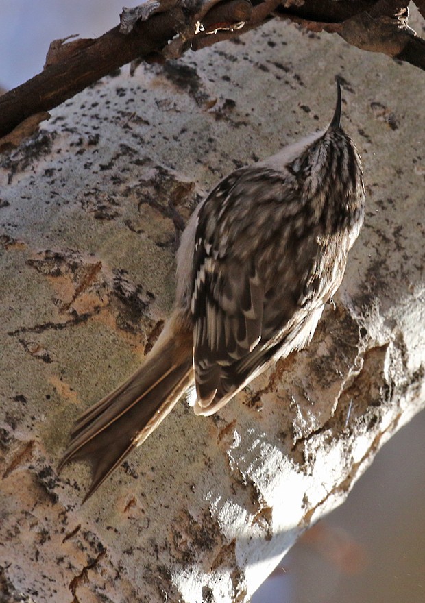 Brown Creeper - ML25501651