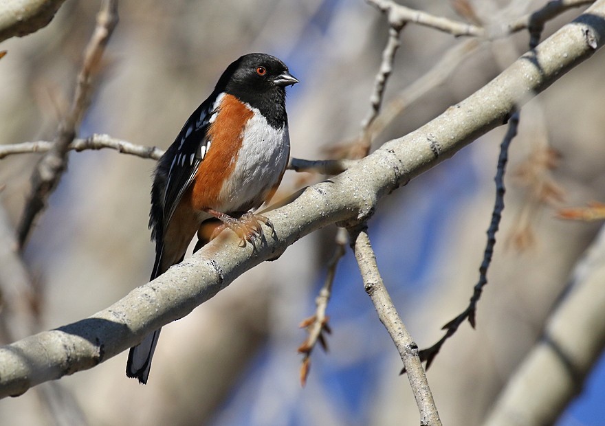 Spotted Towhee - ML25501671