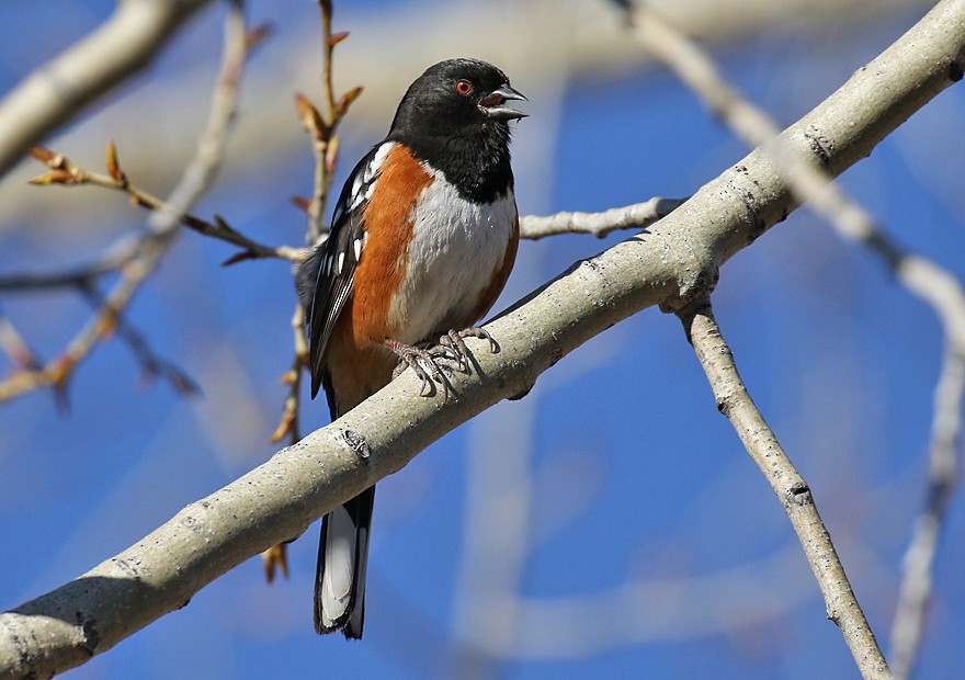 Spotted Towhee - ML25501681