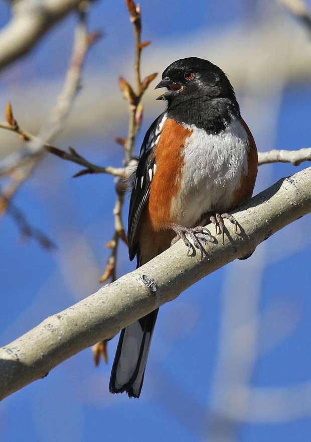 Spotted Towhee - ML25501691