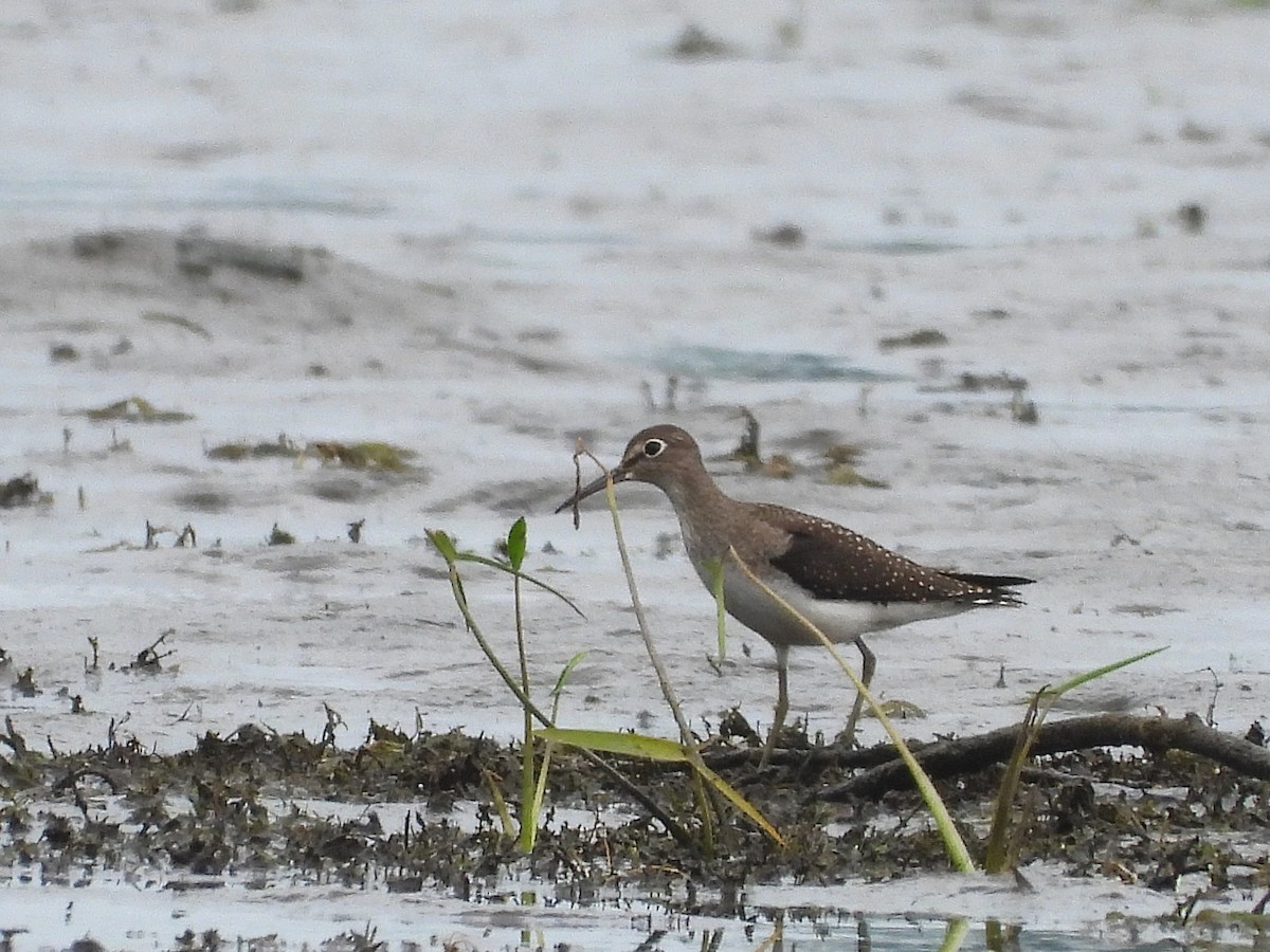 Solitary Sandpiper - ML255017651