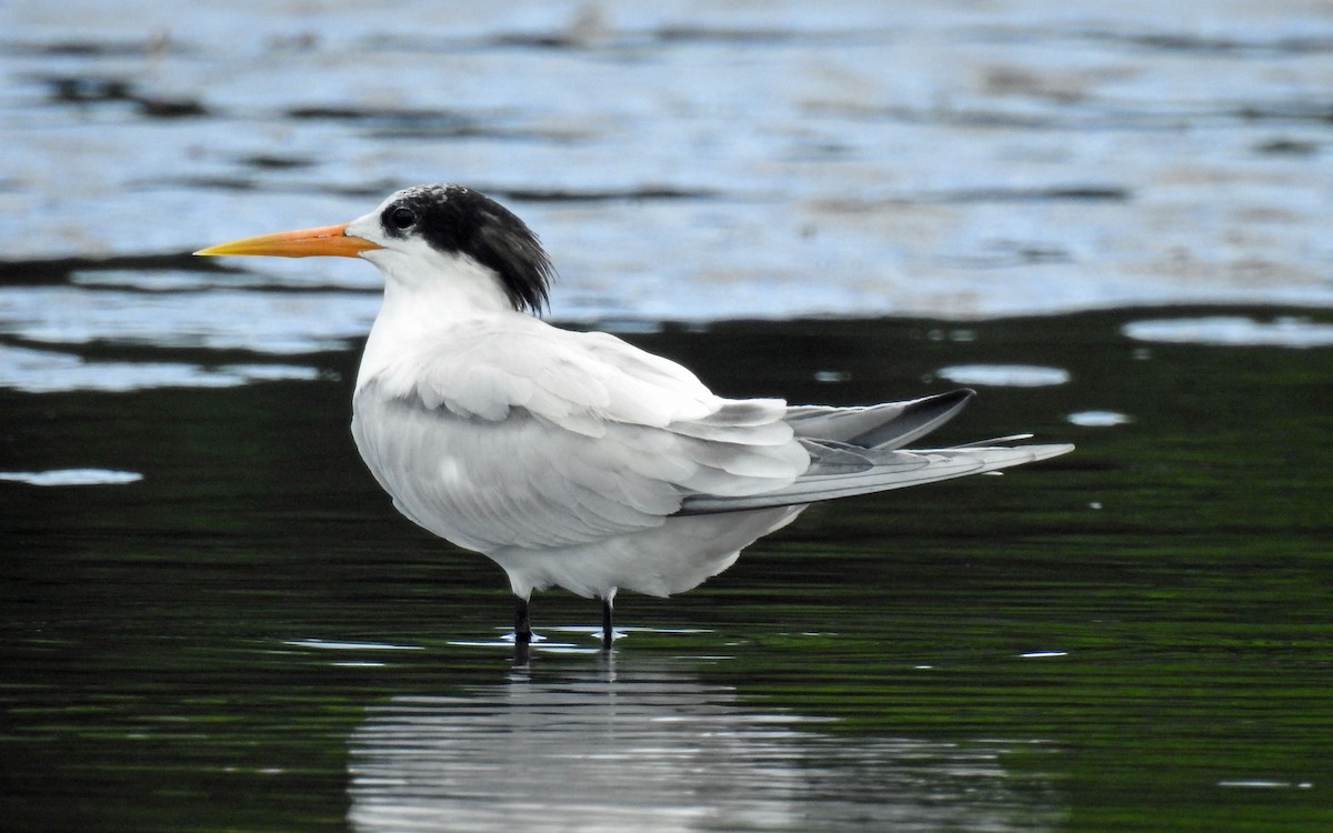 Elegant Tern - ML255018421