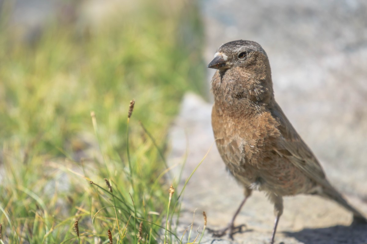 Gray-crowned Rosy-Finch - ML255018501