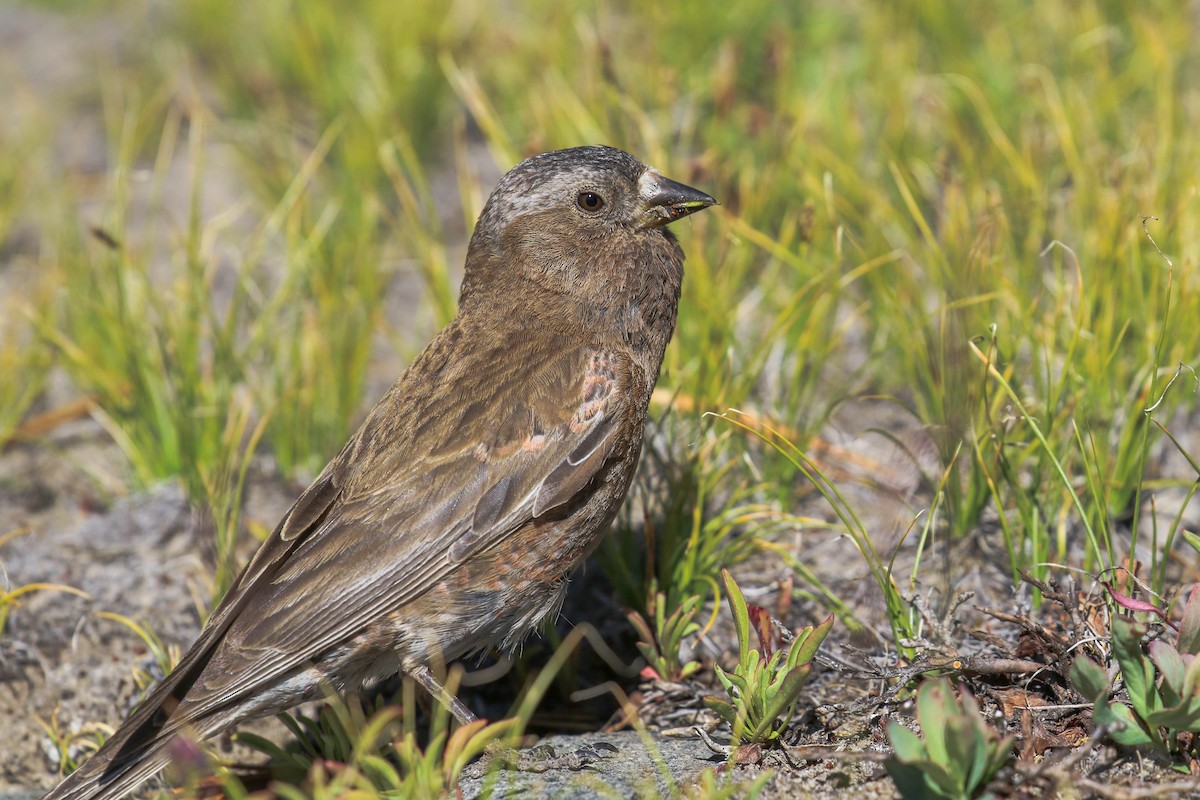 grånakkefjellfink - ML255018551