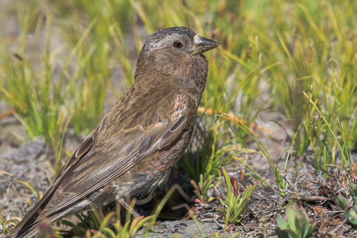 Gray-crowned Rosy-Finch - ML255018571