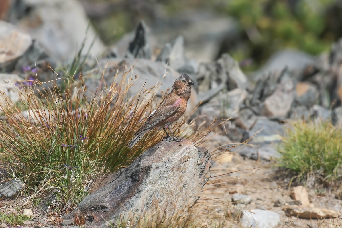 grånakkefjellfink - ML255018581