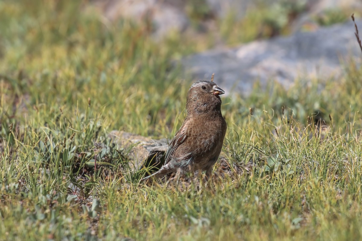 Gray-crowned Rosy-Finch - Thomas Ford-Hutchinson