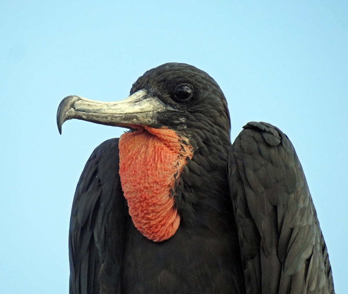 Magnificent Frigatebird - ML255018841