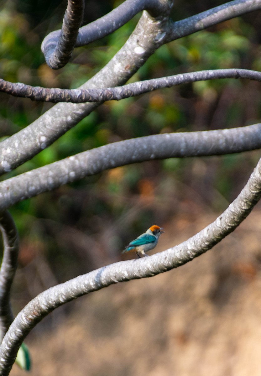 Scrub Tanager - Esteban Ortiz