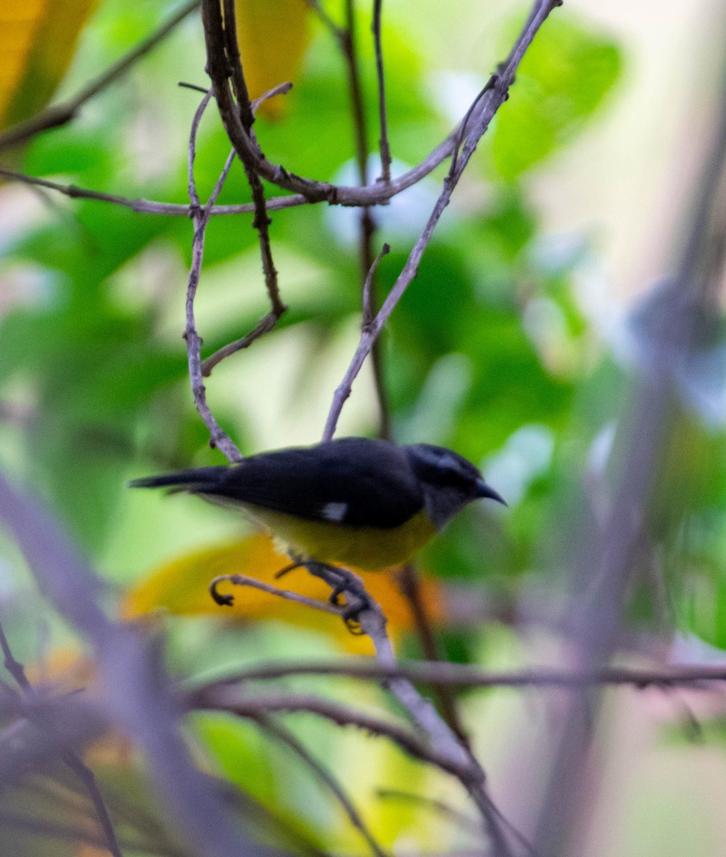 Bananaquit - ML255019041