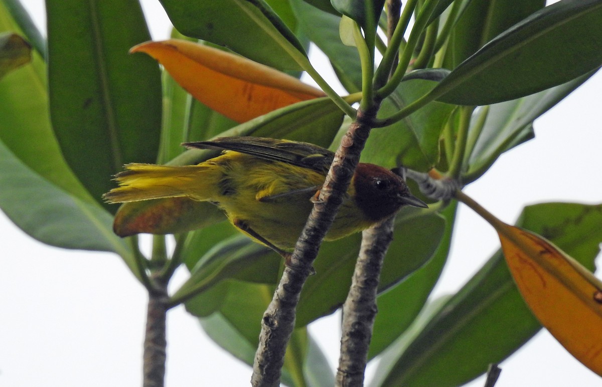 Yellow Warbler (Mangrove) - ML255019741
