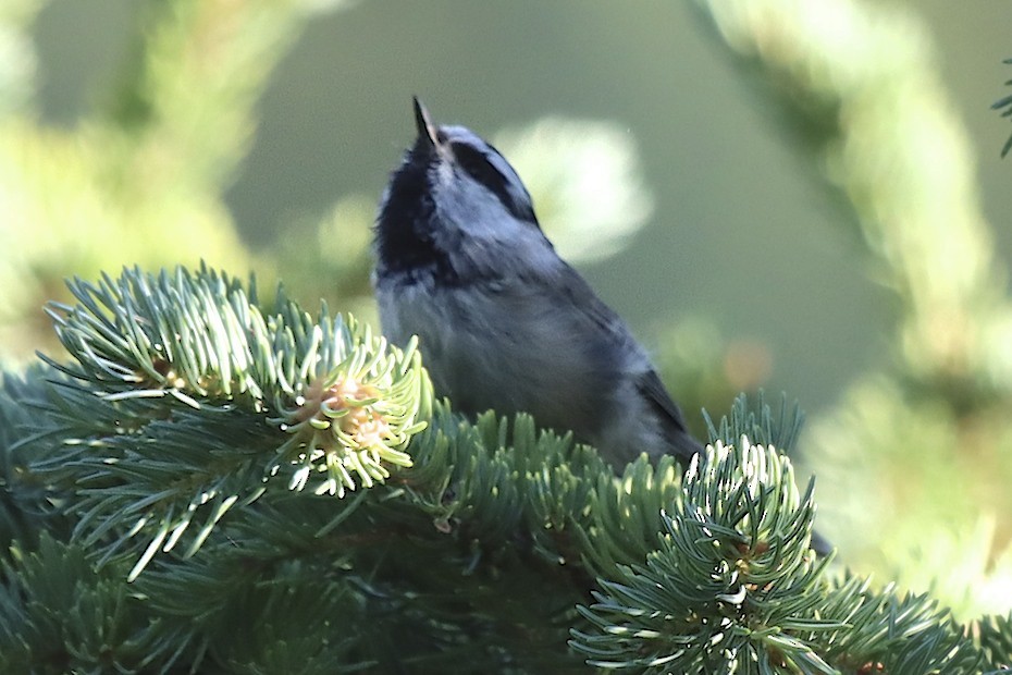 Mountain Chickadee - ML255020161