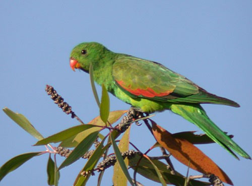 Папужець-червонокрил австралійський - ML255020331