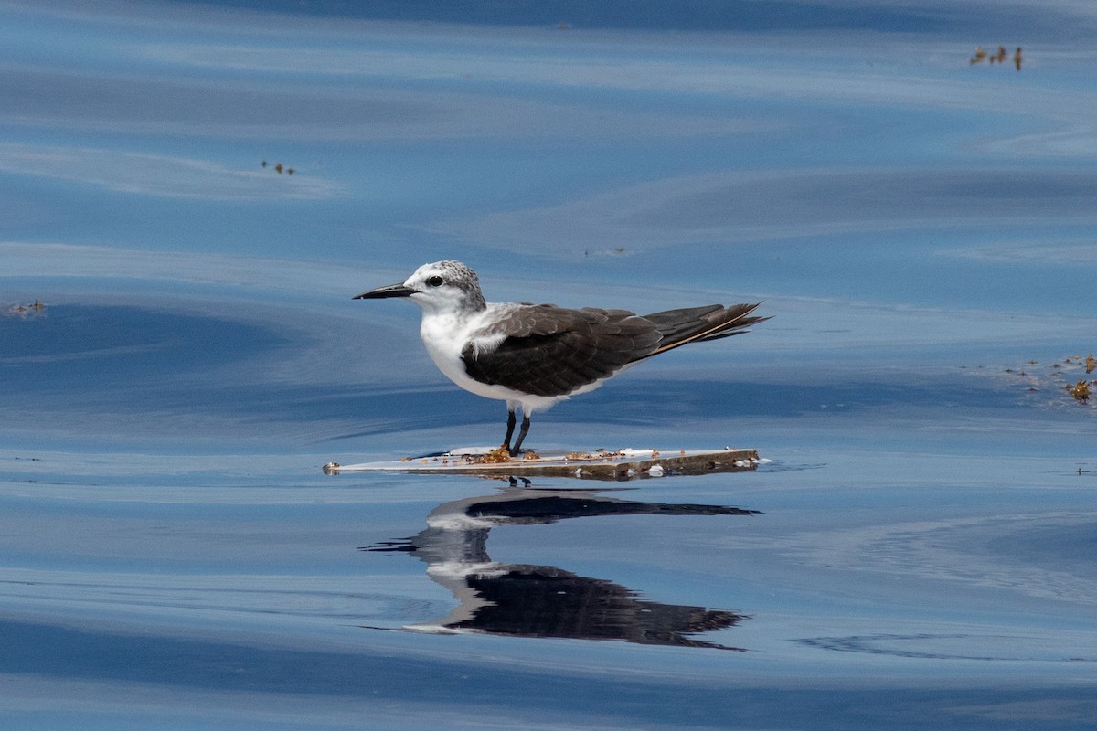 Bridled Tern - Eric Zawatski