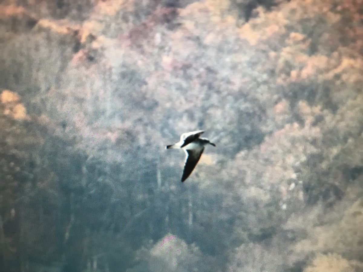 Laughing Gull - ML255021121