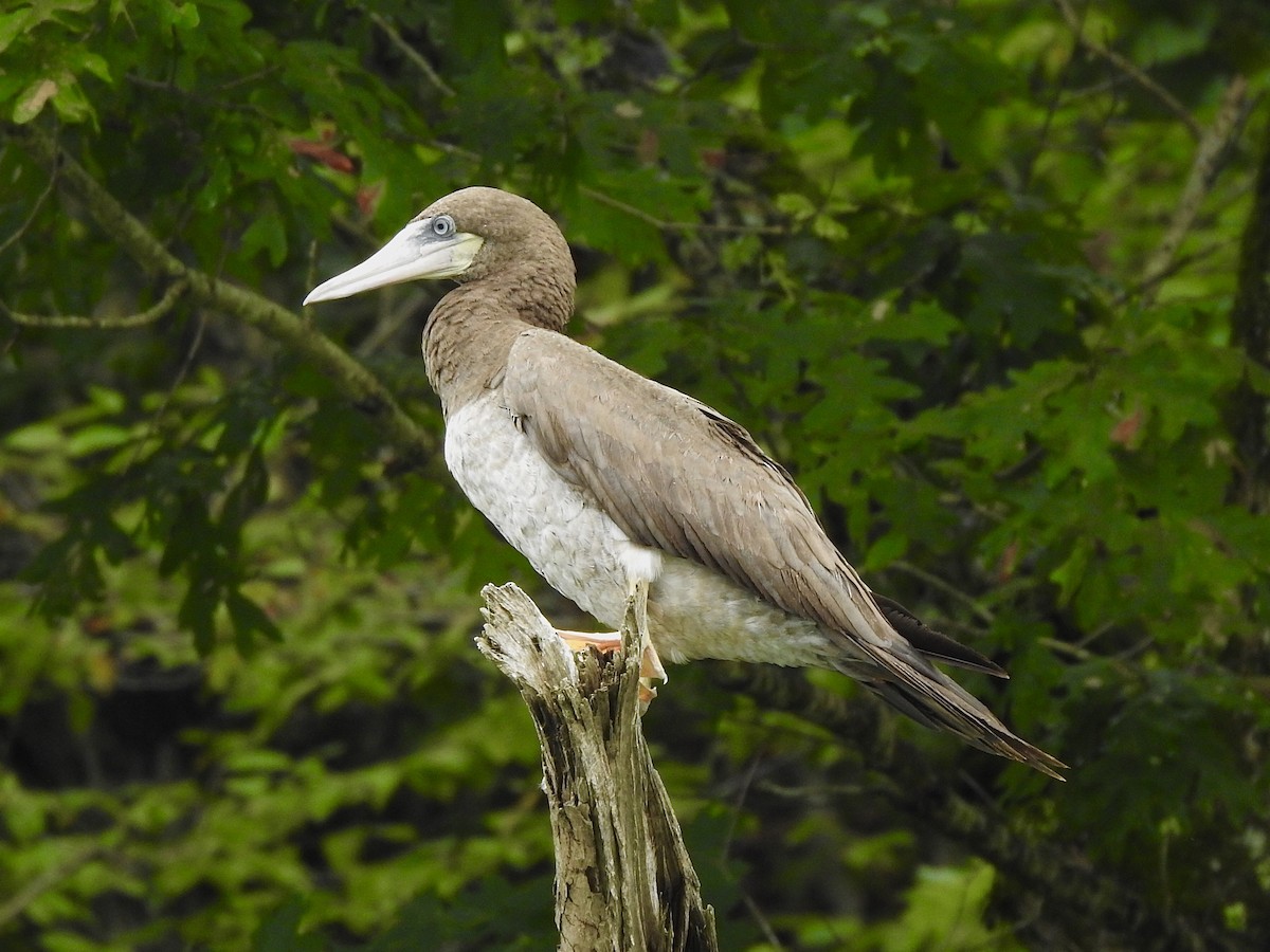 Brown Booby - ML255021311