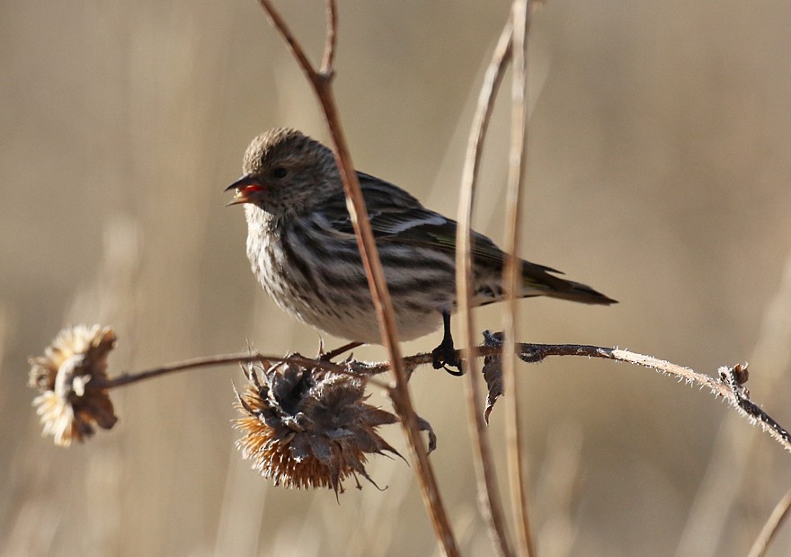 Pine Siskin - ML25502371