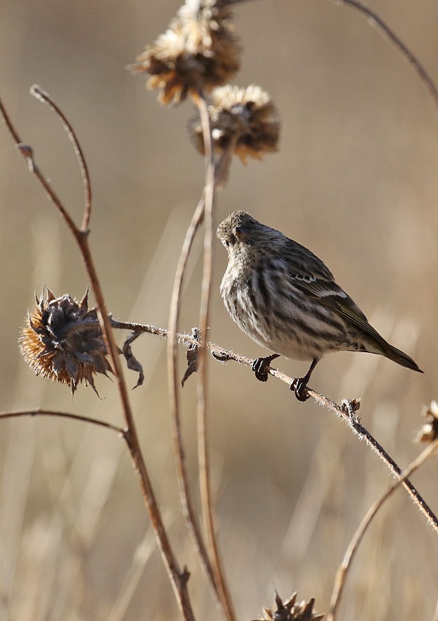 Pine Siskin - ML25502381