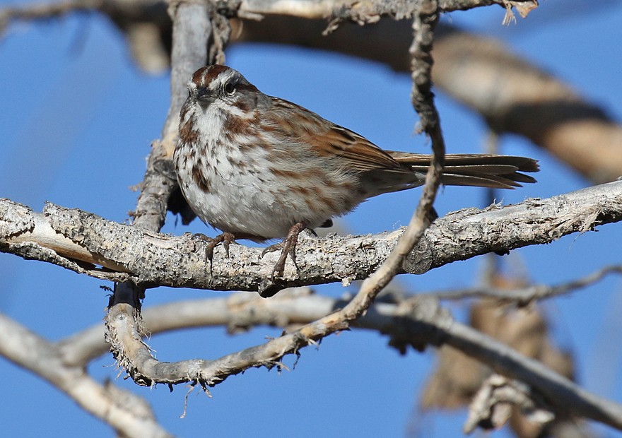 Song Sparrow - ML25502401