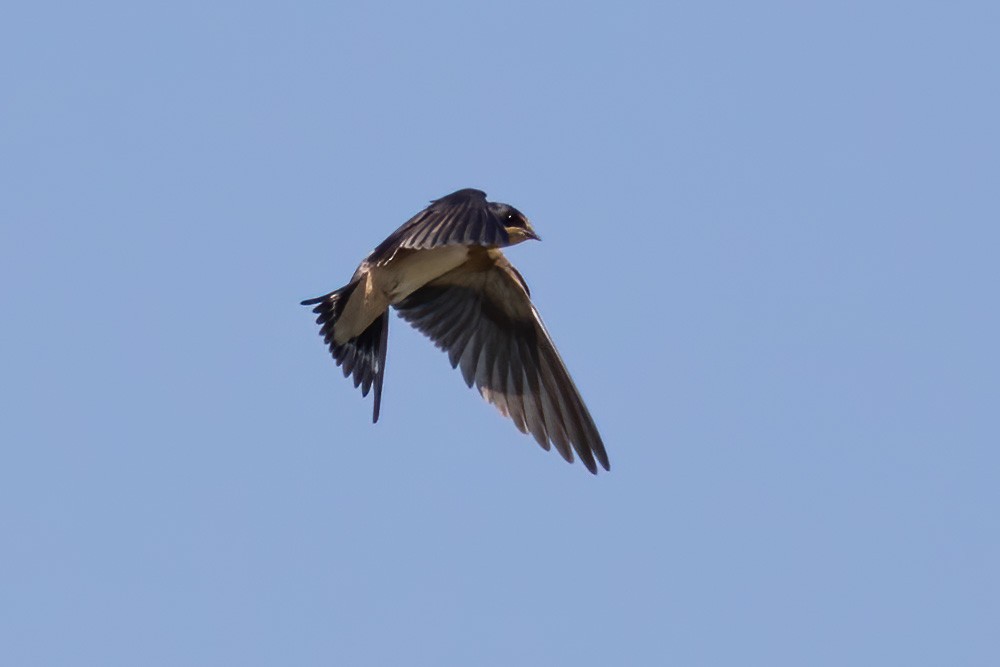 Barn Swallow - ML255024231