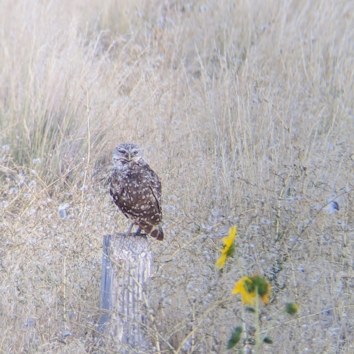 Burrowing Owl - ML255024801