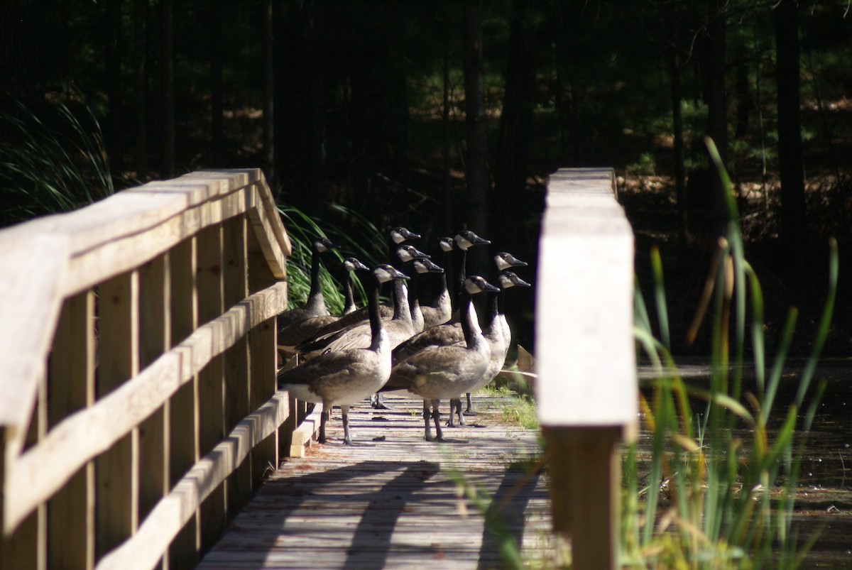 Canada Goose - Louise Venne