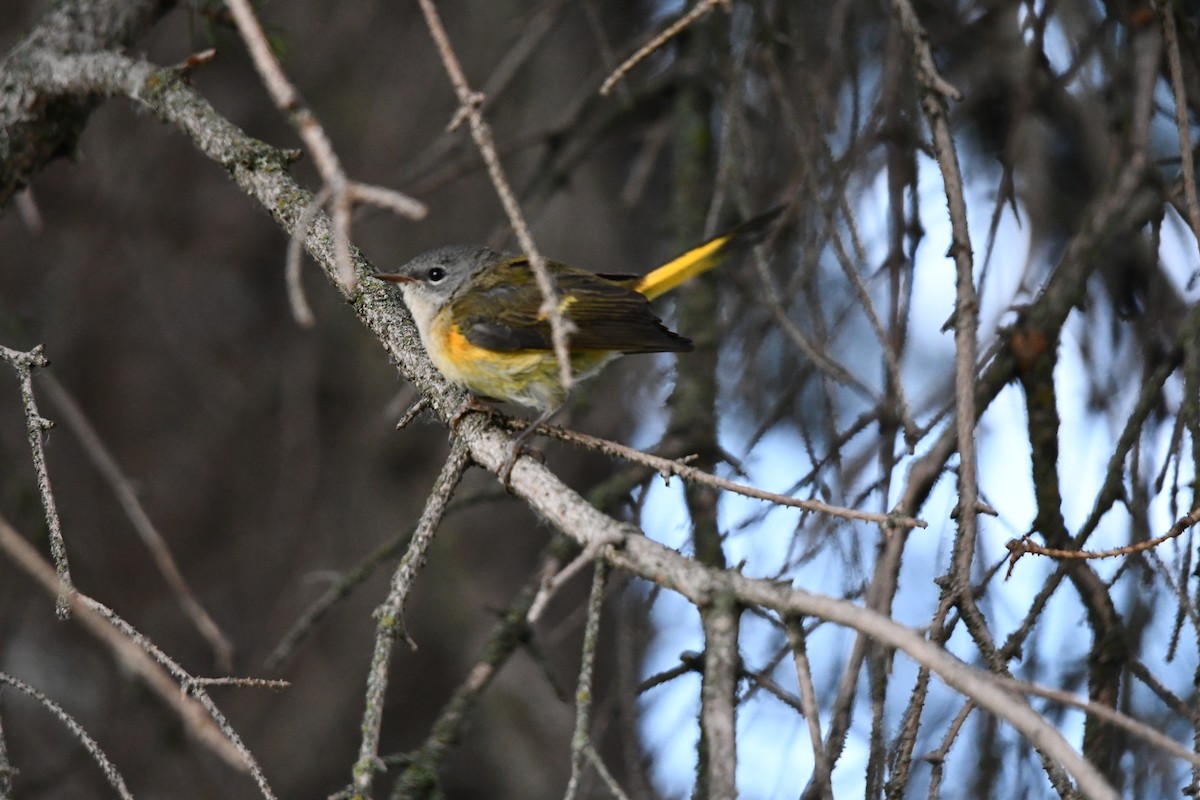 American Redstart - ML255026031