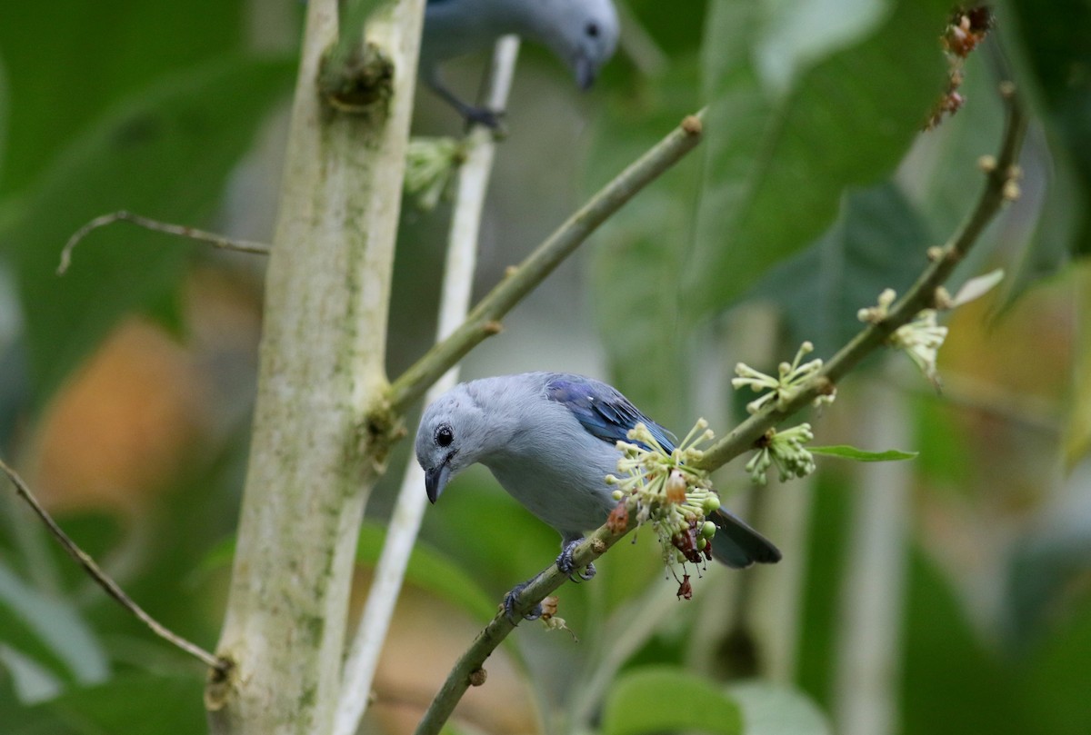 Blue-gray Tanager - ML25502631