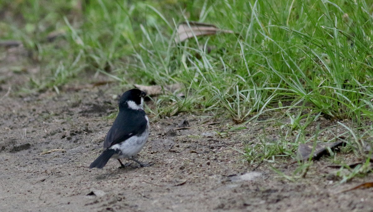 Variable Seedeater - ML25502641