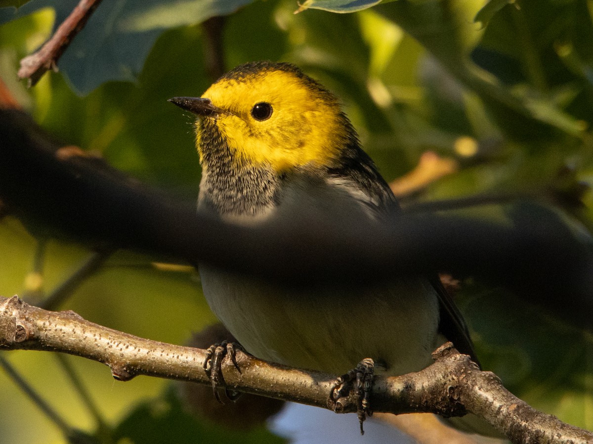 Hermit Warbler - ML255026561